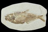 Bargain, Diplomystus Fossil Fish - Wyoming #100605-1